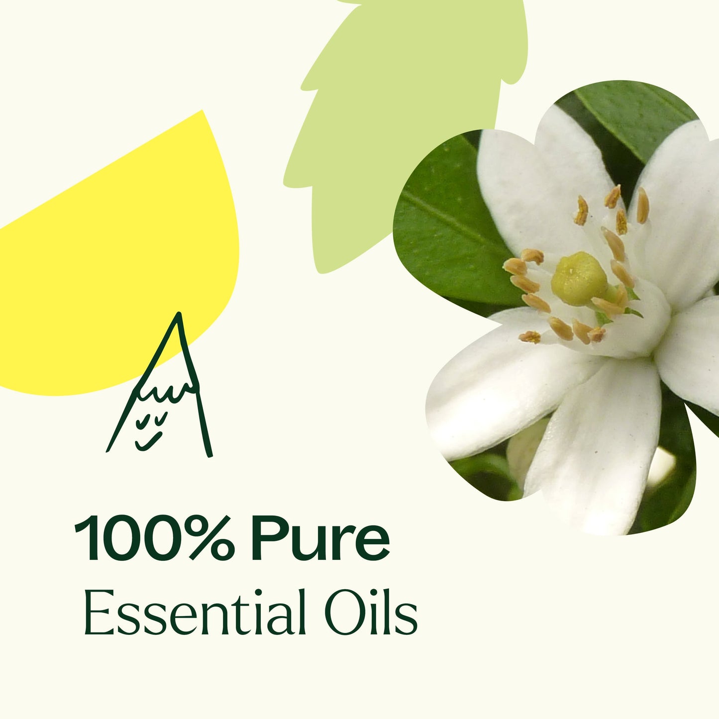 Plant Therapy - Butterfly Blossoms Natural Fragrance