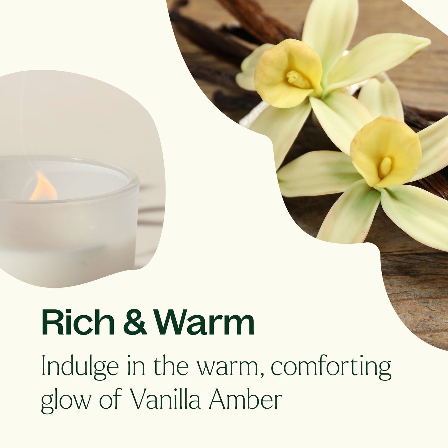 Plant Therapy - Vanilla Amber Naturally Scented Candle